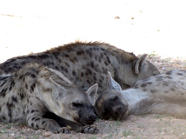 Kgalagadi Park 4