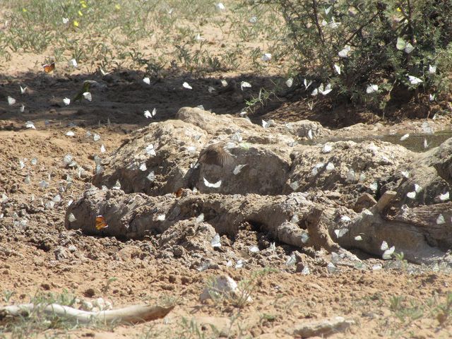 Kgalagadi Park