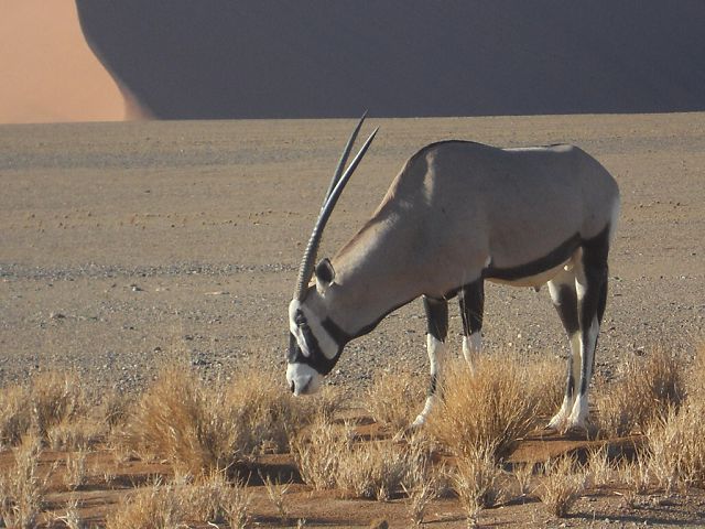 Oryxantilope