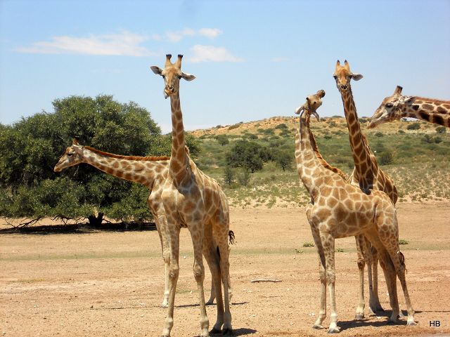 Kgalagadi Park 8