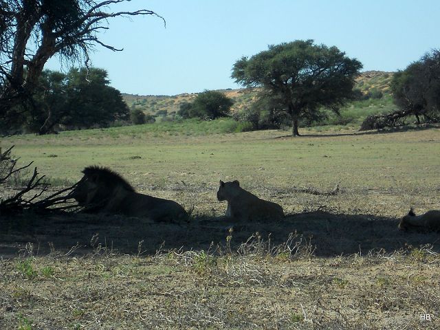 Kgalagadi Park 8