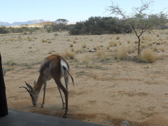 Springbock