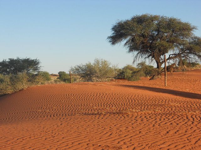 Düne in der Kalahariwüste