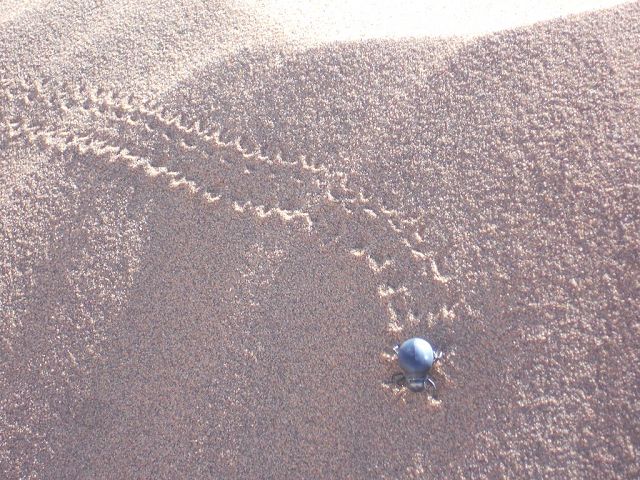 Käfer im Sand