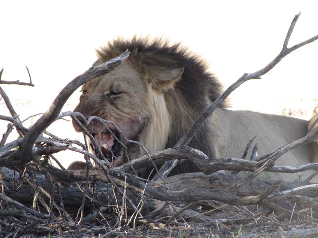 Kgalagadi Park 3