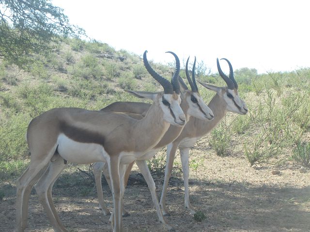 Kgalagadi Park 8