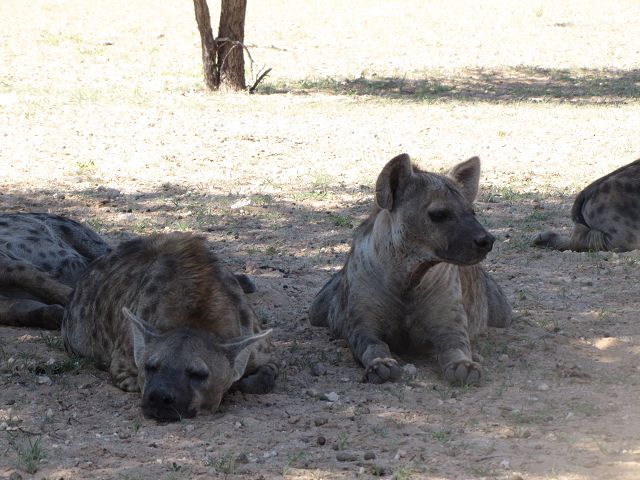 Kgalagadi Park 5