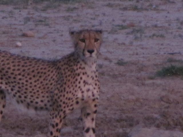 Kgalagadi Park 4