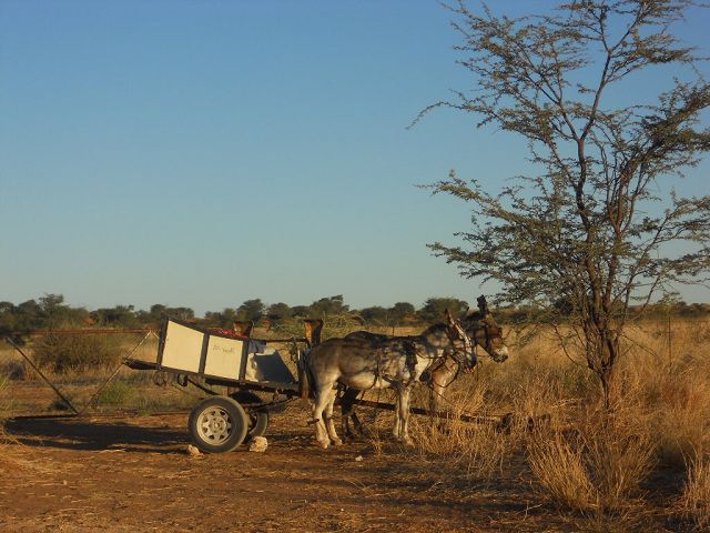 Namibia 2011/12 5