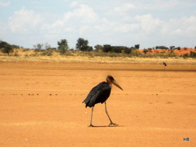 Namibia 2011/12 5