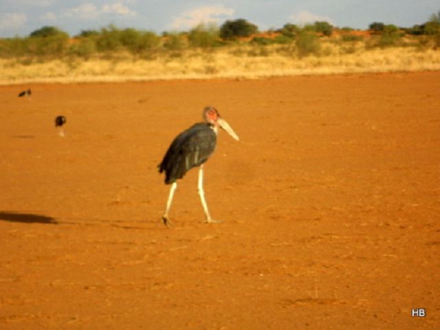 Namibia 2011/12 7