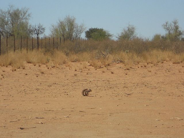 Erdhörnchen