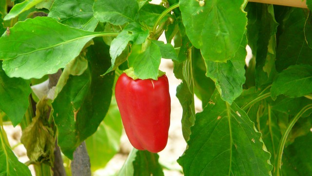 Herbst 2011,7 Omis 6
