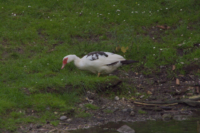 Tierpark Rosegg 2