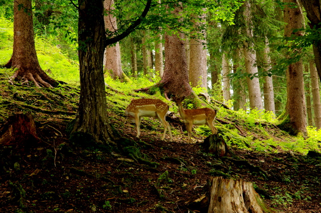 Tierpark Rosegg 5