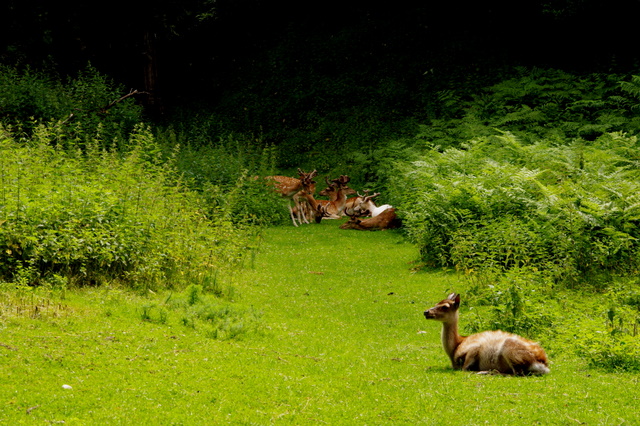 Tierpark Rosegg 7