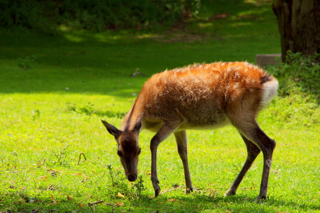 Tierpark Rosegg 2