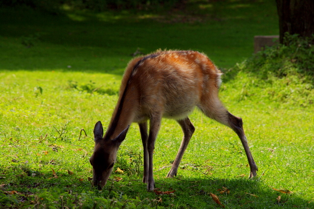 Tierpark Rosegg