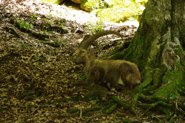 Tierpark Rosegg 5