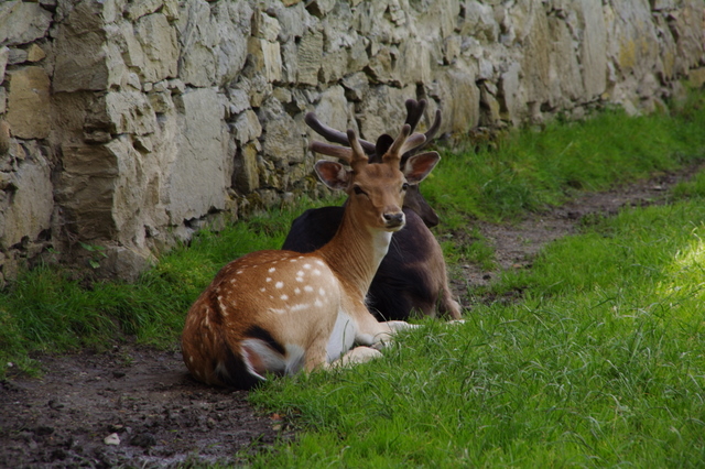 Tierpark Rosegg 3