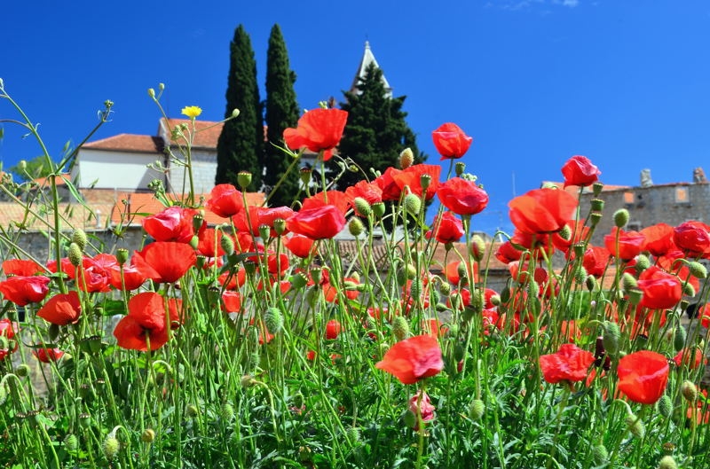 2014 Hvar DSC_7351