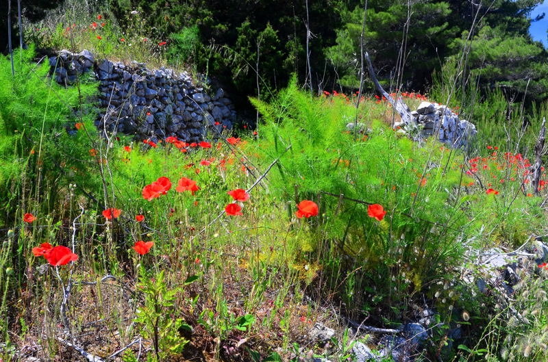 2014 Hvar DSC_7378