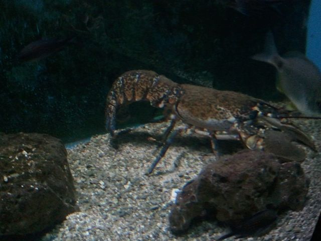 Meeresbewohner 6