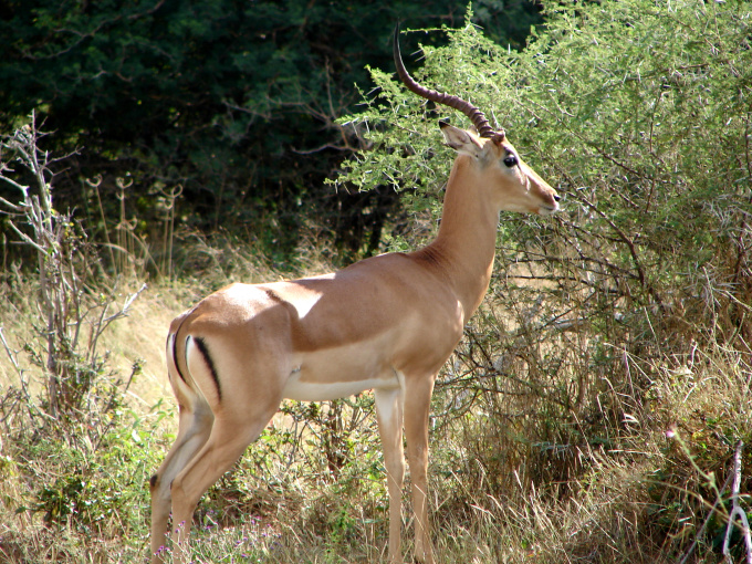 Chobe-09