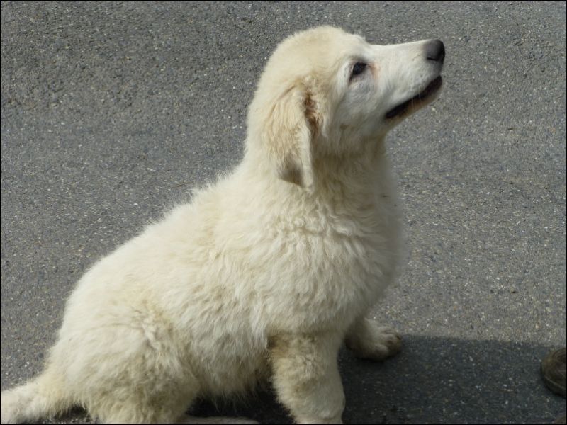 H:Lillafüred>Forellenhof>Kuvasz>Welpe