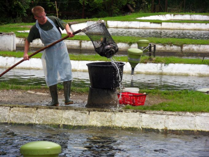 H:Lillafüred>Forellenhof>Fischfang