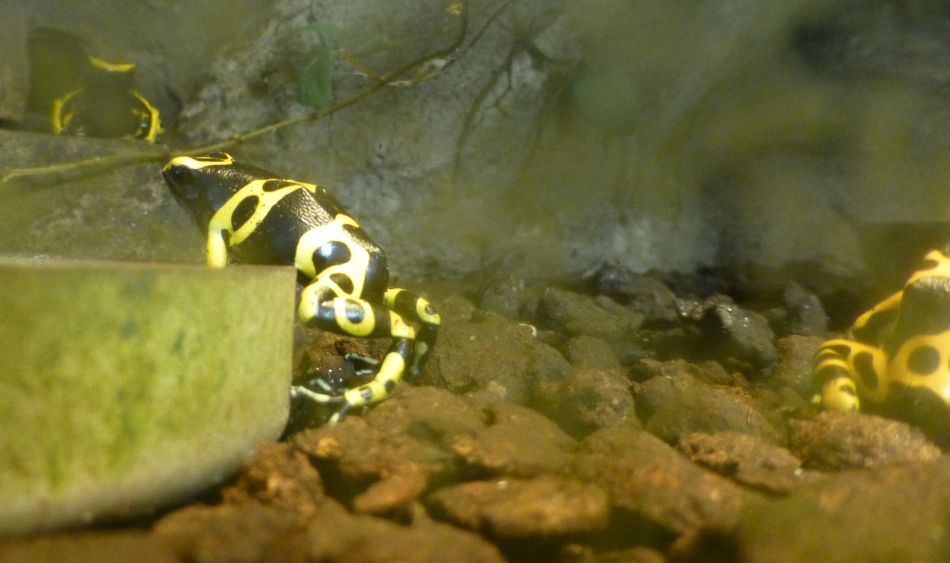 H:Lillafüred>Forellenhof>Terrarienkeller>gelbgebänderter Baumsteiger2