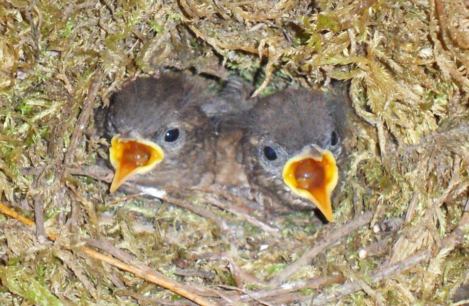 H:Lillafüred>Forellenhof>Vogelkinder