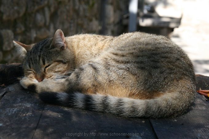 Katzen