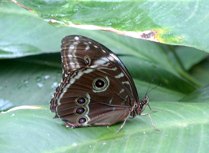 Botanischer Garten > Tropische Schmetterlinge 3