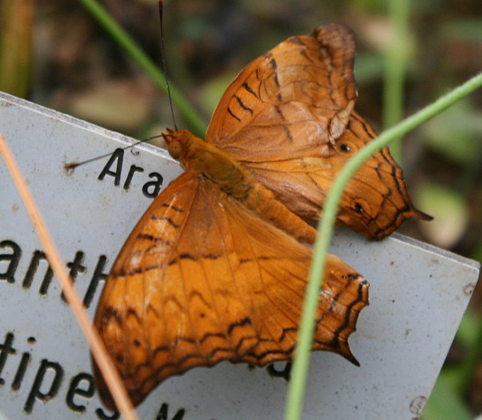 Botanischer Garten > Tropische Schmetterlinge 4