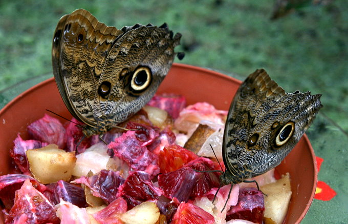 Botanischer Garten > Tropische Schmetterlinge 5