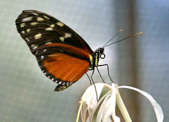 Botanischer Garten > Tropische Schmetterlinge 6