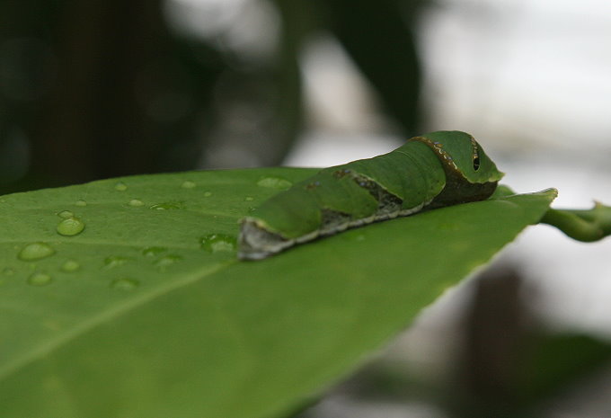 Botanischer Garten > Tropische Schmetterlinge 7