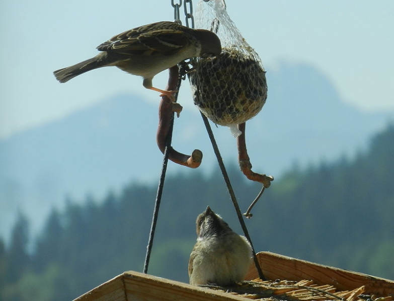 2Vogelhäuschen 004 800