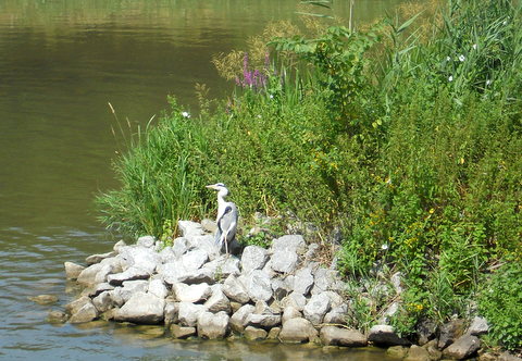 Fischreiher