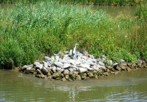 Fischreiher 2