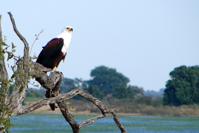 Seeadler