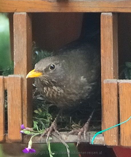 Amsel 04