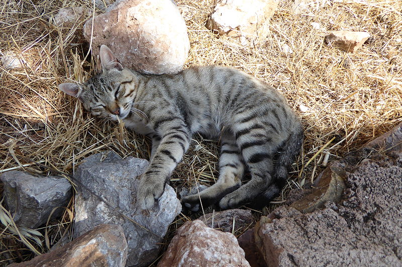 Katze in Delphi