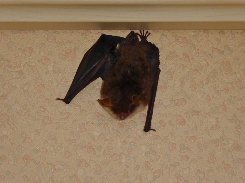 Fledermaus