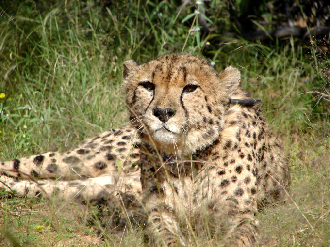 Gepard