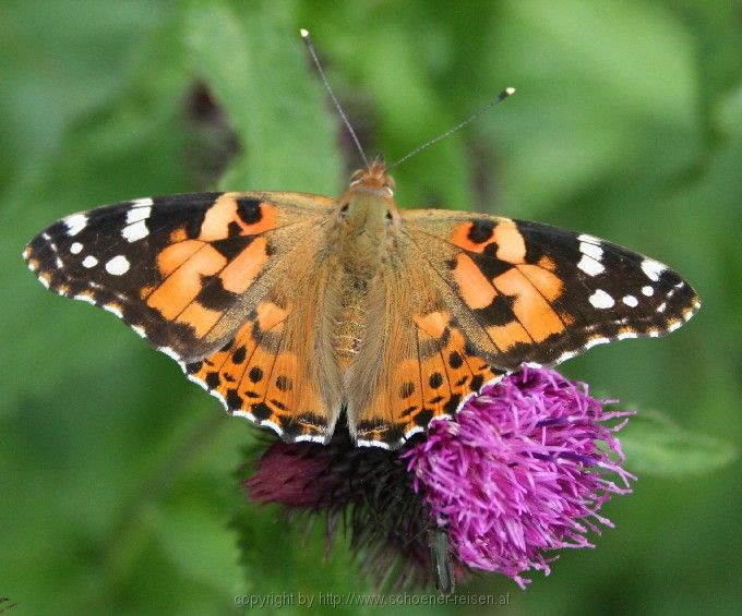 Bad Feilnbach > Hellstoaalm > Schmetterling