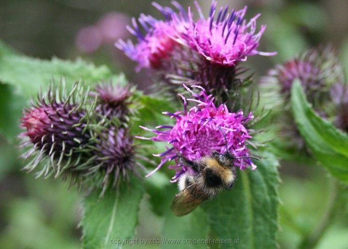 Bad Feilnbach > Hellstoaalm > Erdhummel