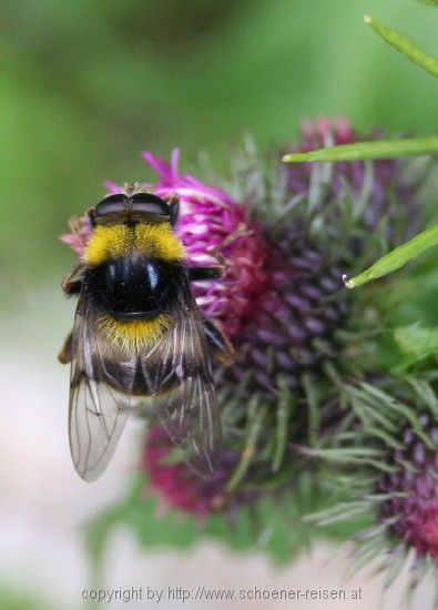 Bad Feilnbach > Hellstoaalm > Erdhummel