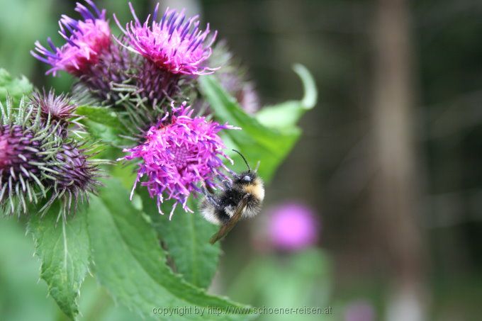 Erdhummel